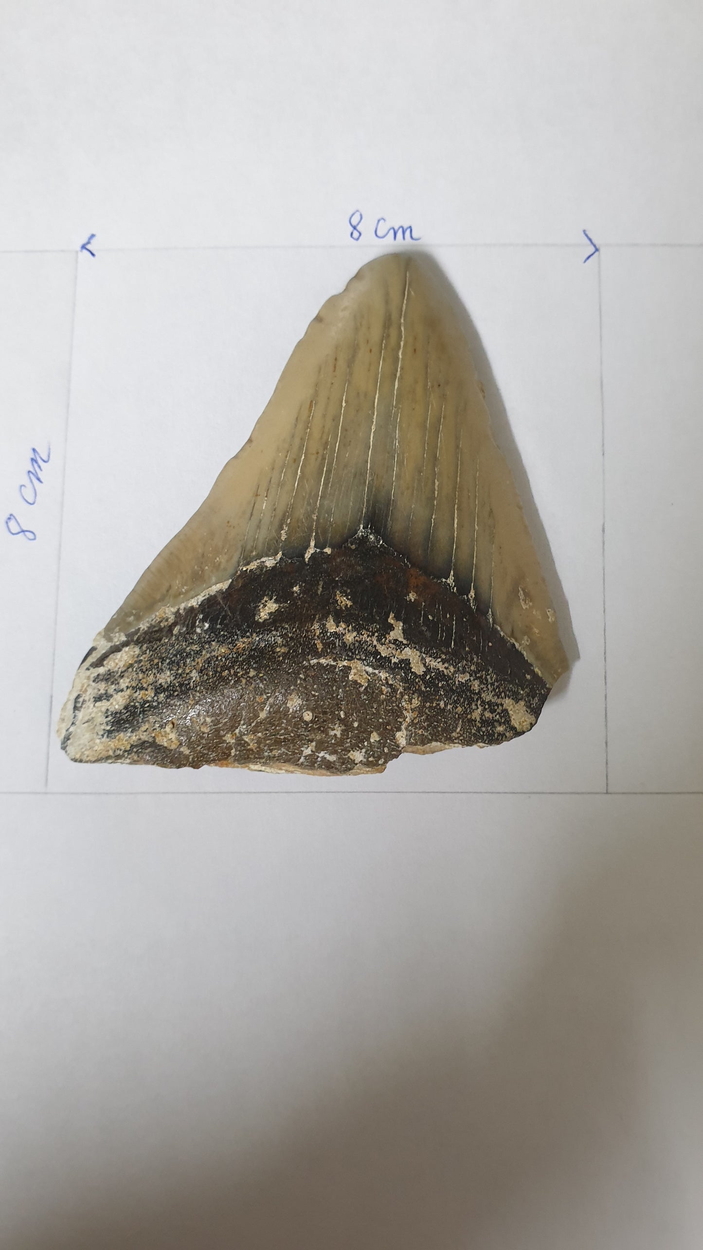 dent fossile