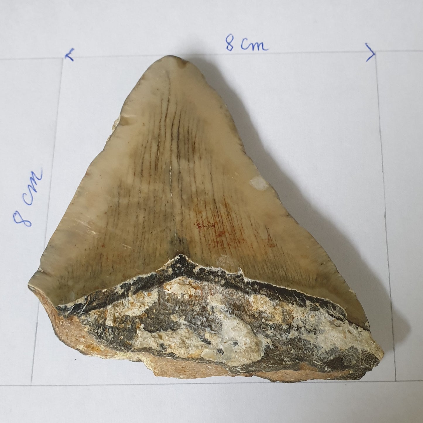 dent fossile