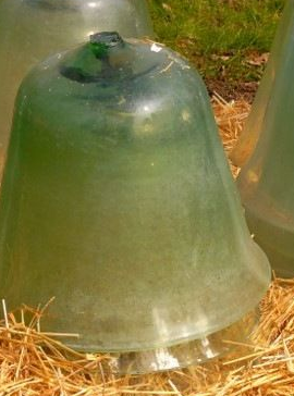 cloche