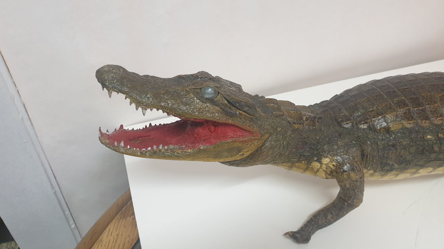 alligator