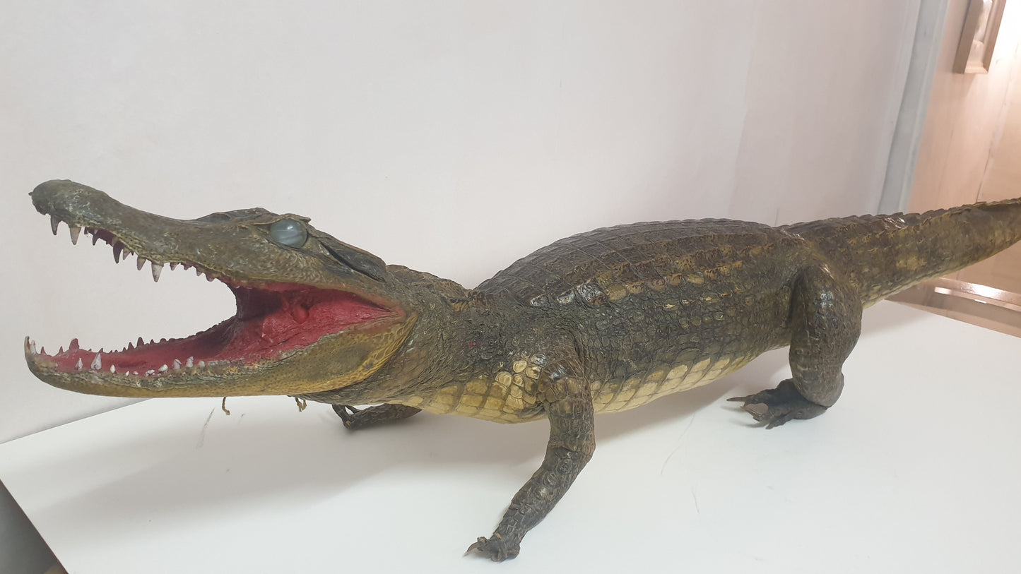 alligator