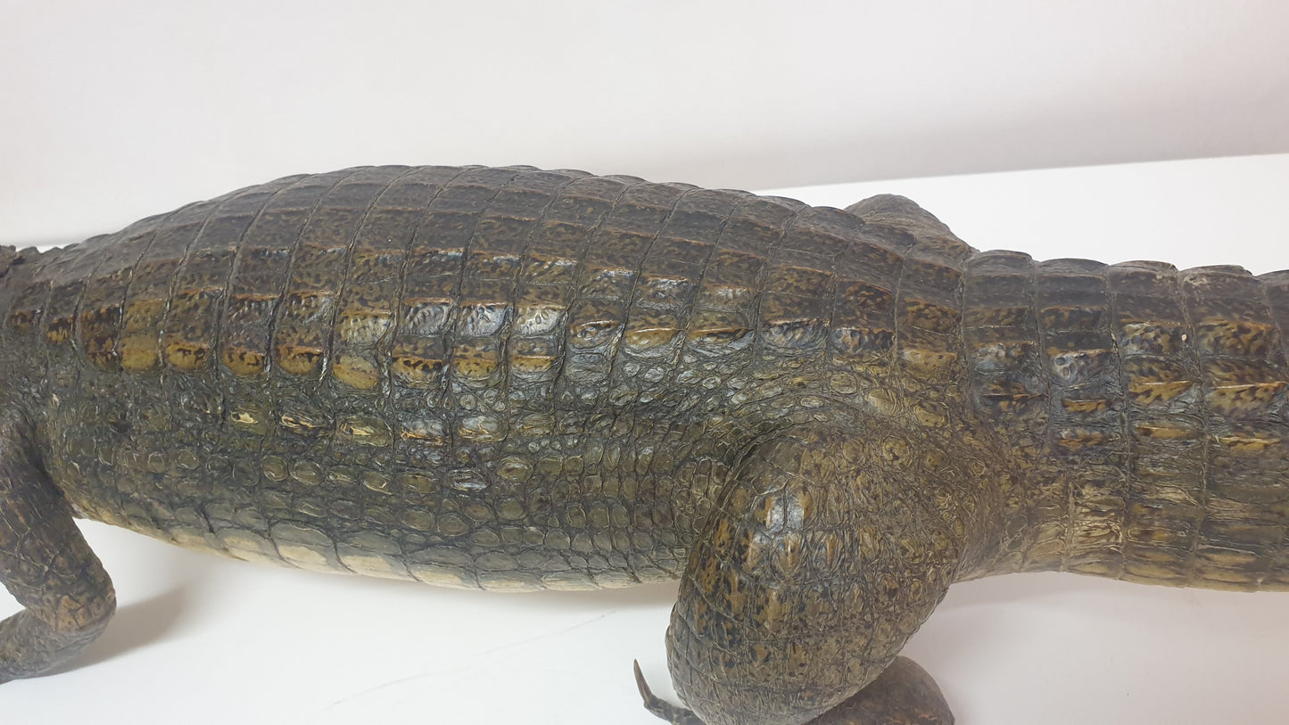 alligator